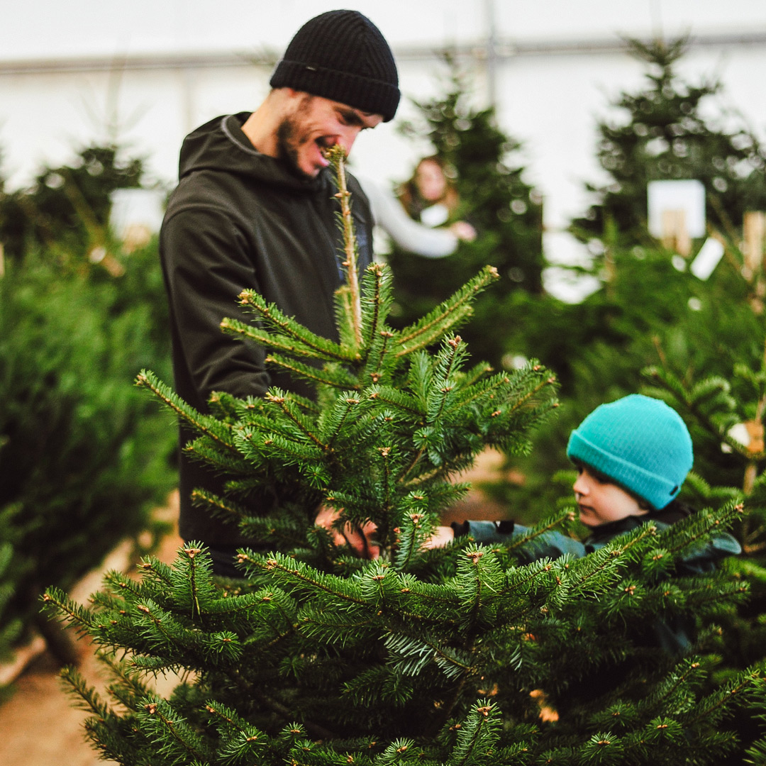 An image of a family choosing a real Christmas tree.