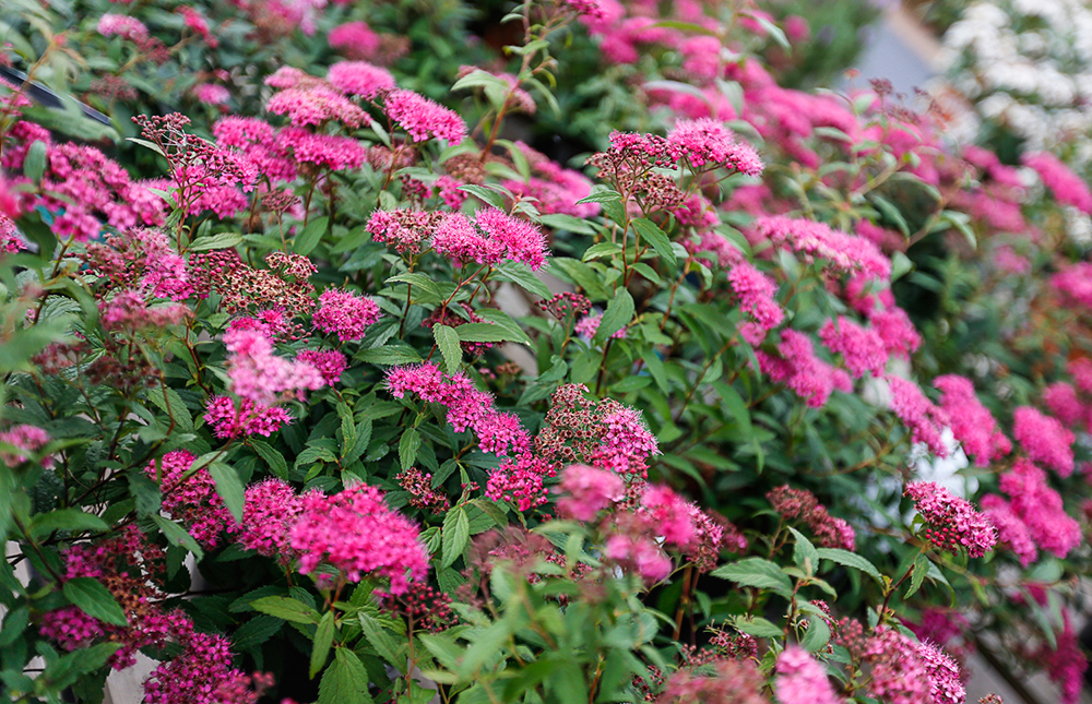 Getting to grips with Perennials