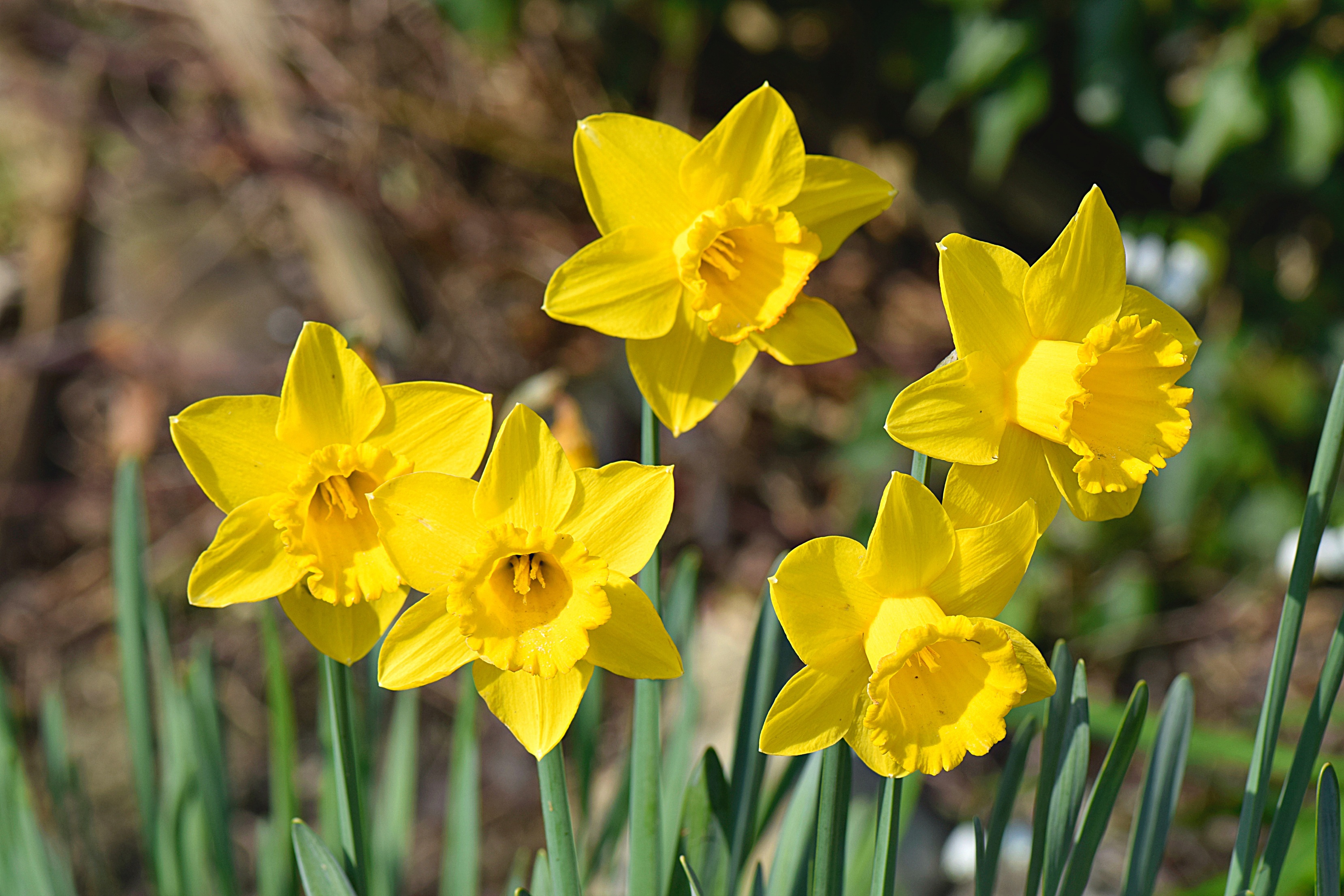 Gardening Tips for March