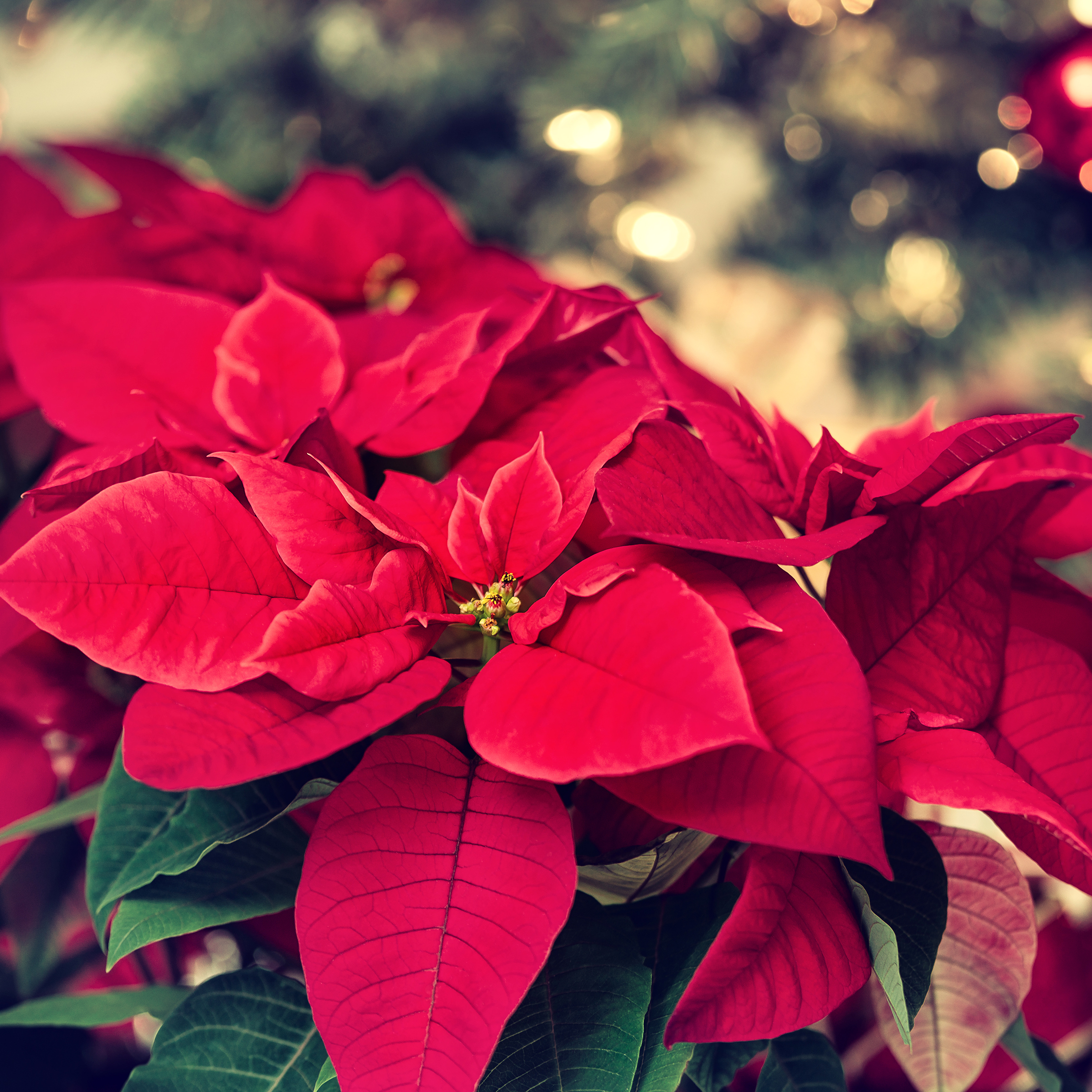 Gardening tips for December