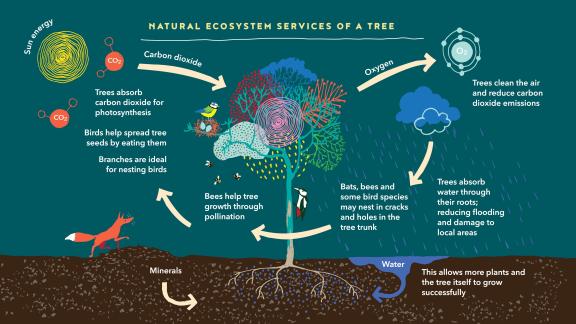 Tree ecosystem