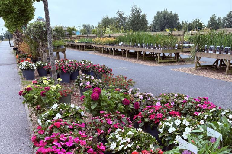 Pots of flowers lined up