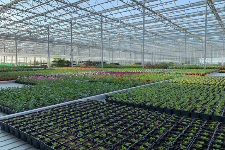 Image shows plants growing in the Arium nursery