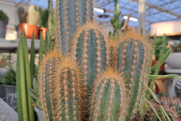 Image shows cacti for sale at the Arium