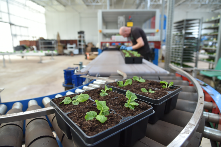 Image shows potted plants on a conveyer belt