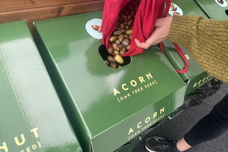 Image shows acorns being emptied into a collection box
