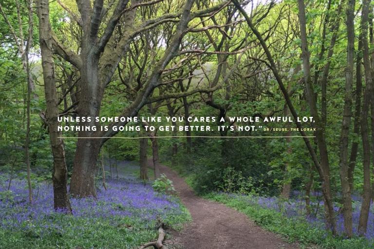 Blue bells in woods with text that reads "UNLESS SOMEONE LIKE YOU CARES A WHOLE AWFUL LOT, NOTHING IS GOING TO GET BETTER. IT'S NOT." DR. SEUSS, THE LORAX