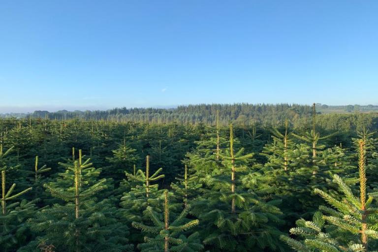 A photo showing the tops of Christmas Trees at Stockeld Farm.