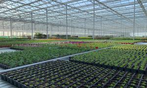 Image shows a large number of potted plants for sale under the Arium glasshouse