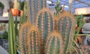 Image shows cacti for sale at the Arium