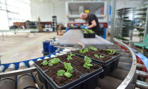 Image shows potted plants on a conveyer belt