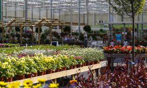 Image shows a range of potted flowers for sale outside at the Arium