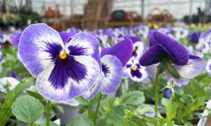 Image shows potted purple flowers for sale at the Arium