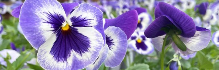 Image shows potted purple flowers for sale at the Arium